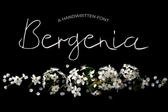 Bergenia Font for Web Design